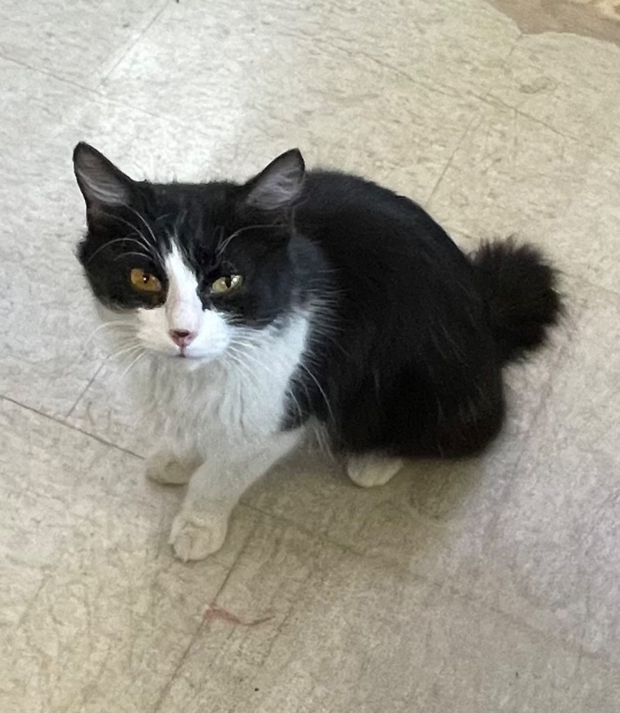 Bunny, an adoptable Manx in Claremore, OK, 74017 | Photo Image 1