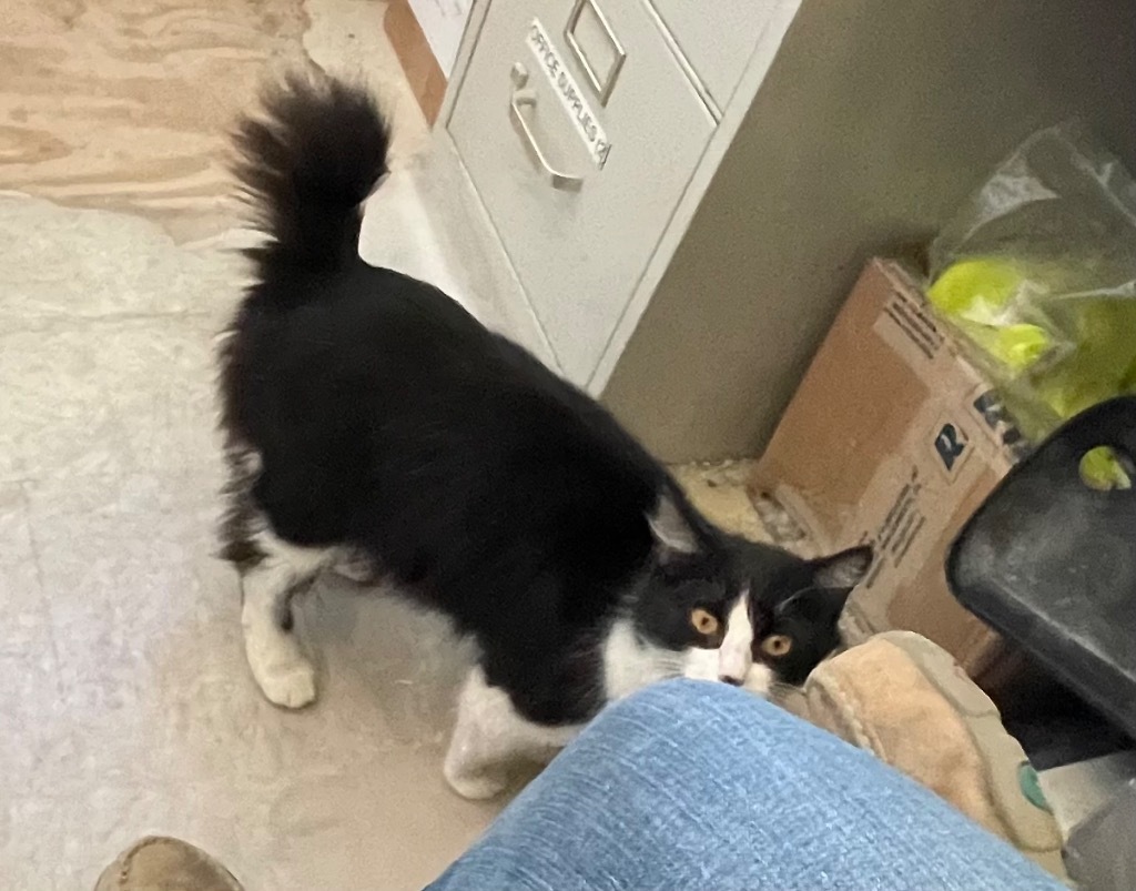 Bunny, an adoptable Manx in Claremore, OK, 74017 | Photo Image 2