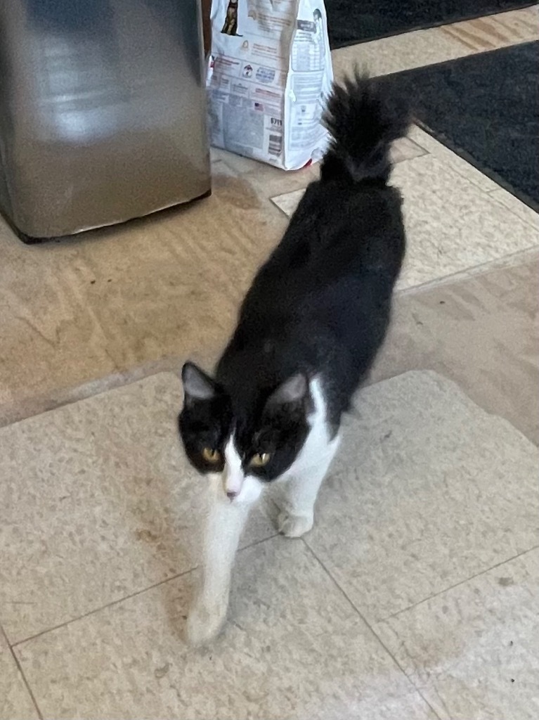 Bunny, an adoptable Manx in Claremore, OK, 74017 | Photo Image 3