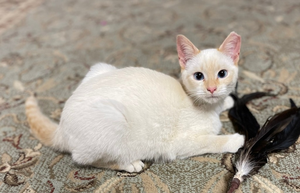 Si (FOS-PICE), an adoptable Domestic Short Hair in Newnan, GA, 30264 | Photo Image 1