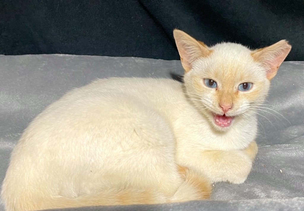 Si (FOS-PICE), an adoptable Domestic Short Hair in Newnan, GA, 30264 | Photo Image 2