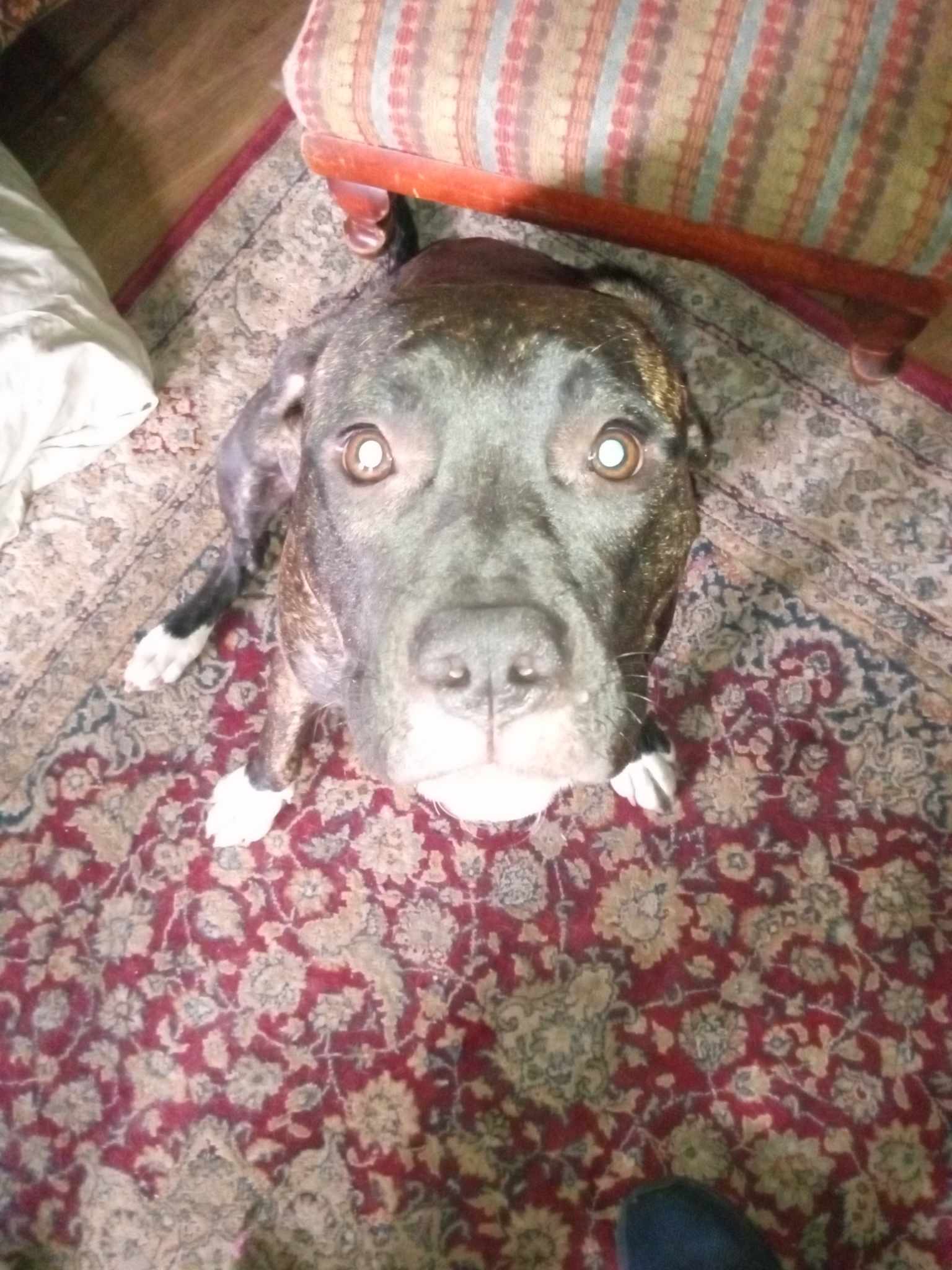 Esther - Wilmy, an adoptable Pit Bull Terrier in Hubert, NC, 28539 | Photo Image 3