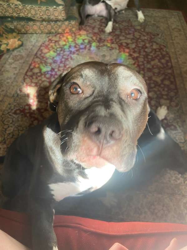 Raja - Wilmy, an adoptable Pit Bull Terrier in Hubert, NC, 28539 | Photo Image 2