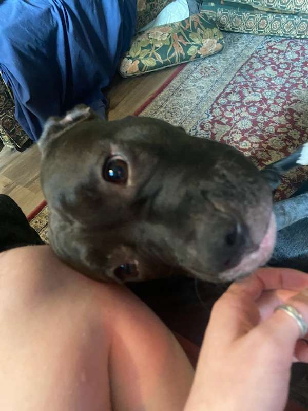 Raja - Wilmy, an adoptable Pit Bull Terrier in Hubert, NC, 28539 | Photo Image 3
