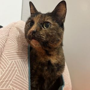 Introducing Penny an elegant 8-year-old female cat adorned in a beautiful black and orange tortoise