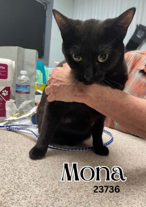 Mona is a sweet black beauty around 2 years old She is currently in foster car