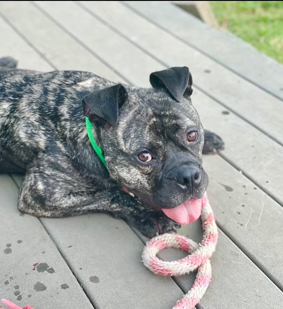 APPA - LOCAL DOG