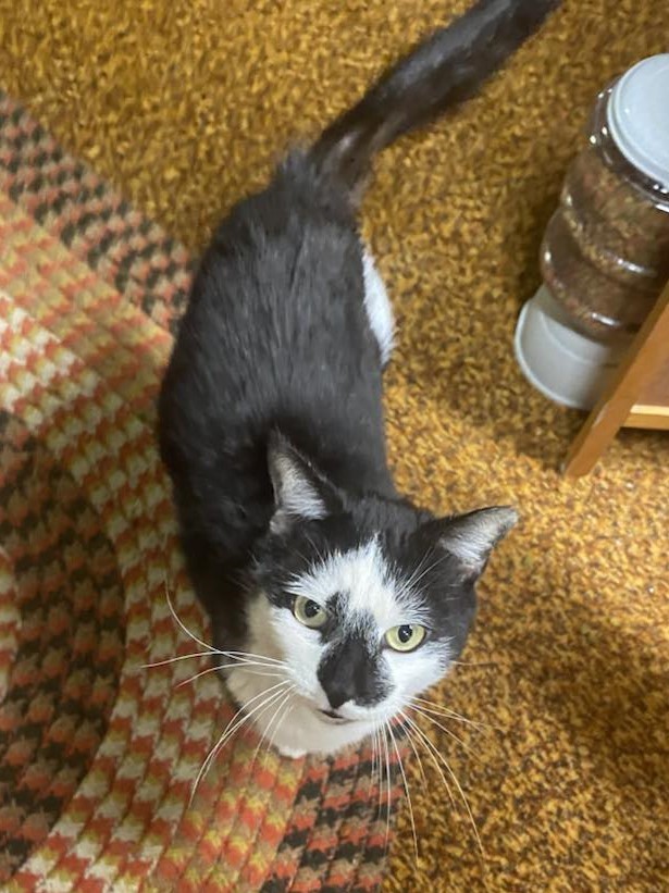 Diamond, an adoptable Domestic Short Hair in WOLCOTT, NY, 14590 | Photo Image 1
