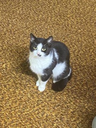 Luna, an adoptable Domestic Short Hair in WOLCOTT, NY, 14590 | Photo Image 1