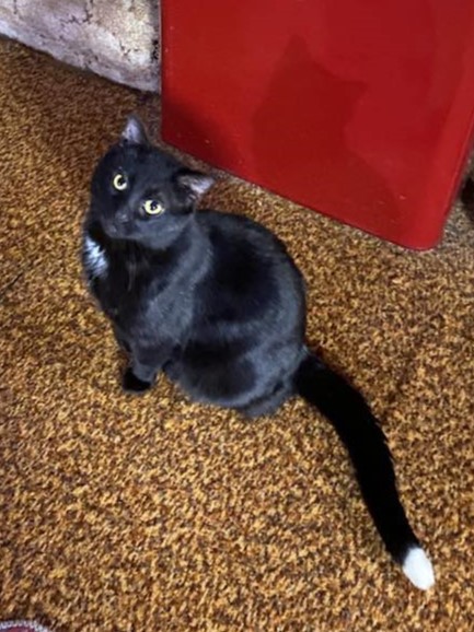 Midnight, an adoptable Domestic Short Hair in WOLCOTT, NY, 14590 | Photo Image 1