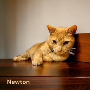 (Fig) Newton Tabby Cat
