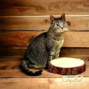 Crystal Tabby Cat