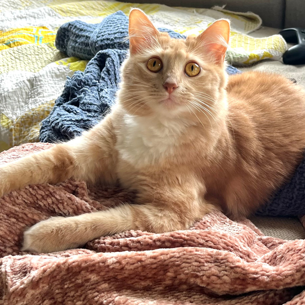 Vampire Slayer 1, an adoptable Domestic Long Hair in Austin, TX, 78704 | Photo Image 1