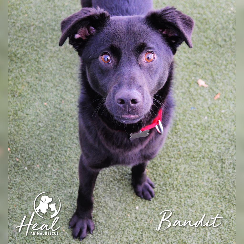 Bandit, an adoptable Border Collie, Spaniel in Youngwood, PA, 15697 | Photo Image 3