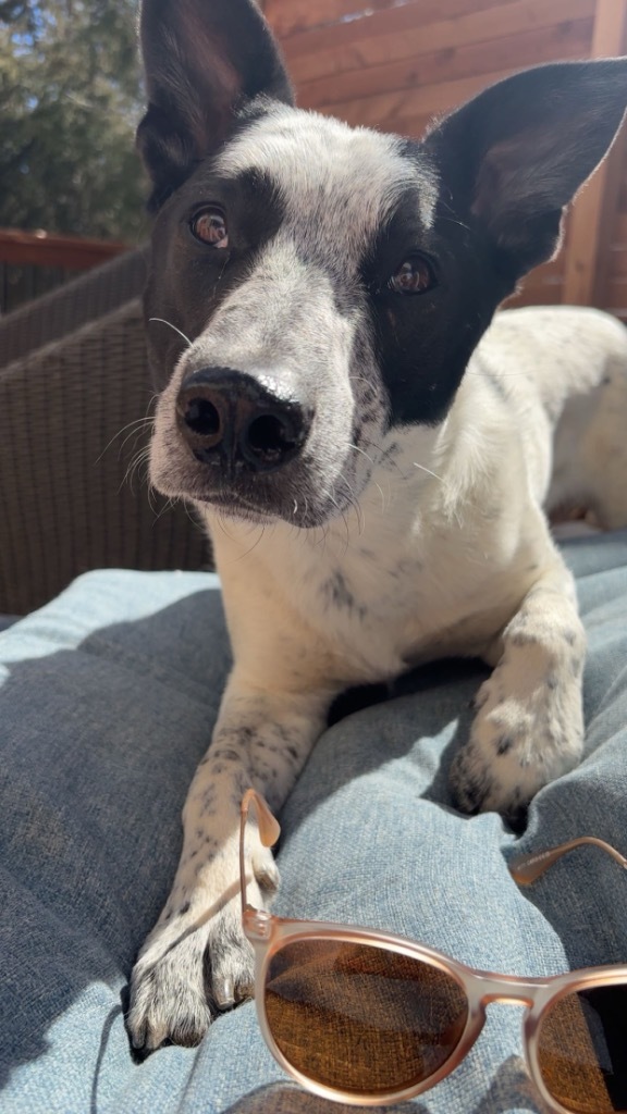 Caiden, an adoptable Australian Cattle Dog / Blue Heeler in Fort Lupton, CO, 80621 | Photo Image 1