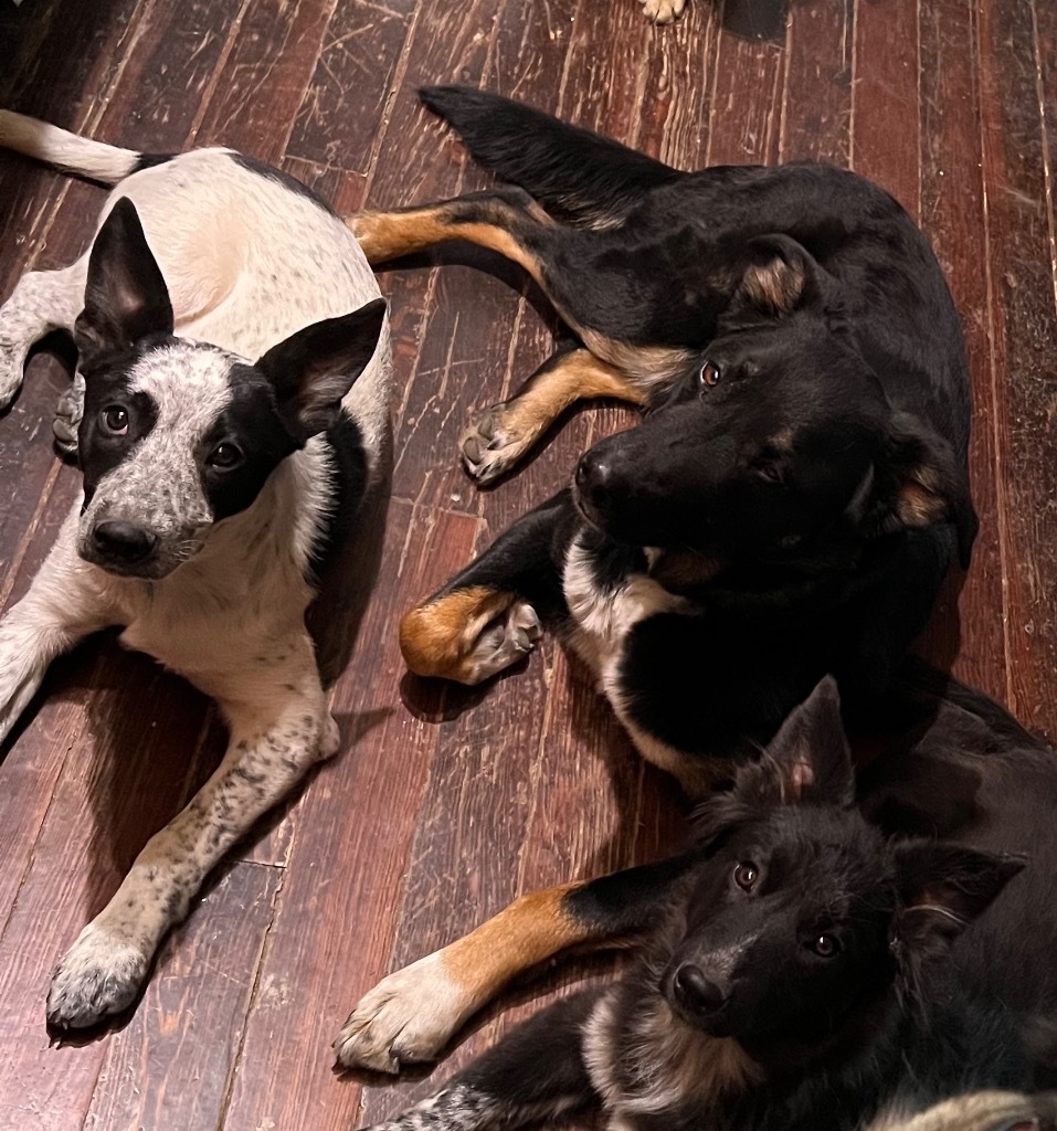 Caiden, an adoptable Australian Cattle Dog / Blue Heeler in Fort Lupton, CO, 80621 | Photo Image 2