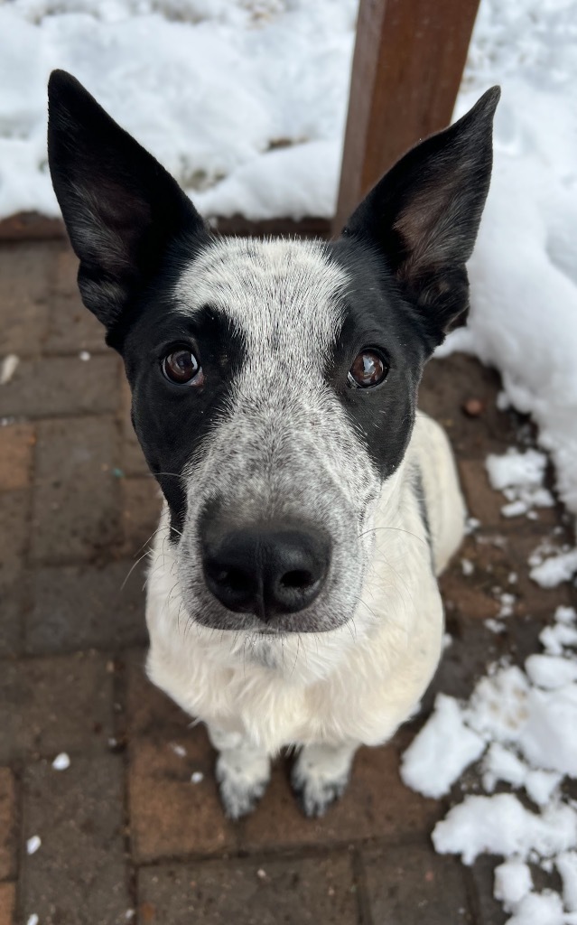 Caiden, an adoptable Australian Cattle Dog / Blue Heeler in Fort Lupton, CO, 80621 | Photo Image 3