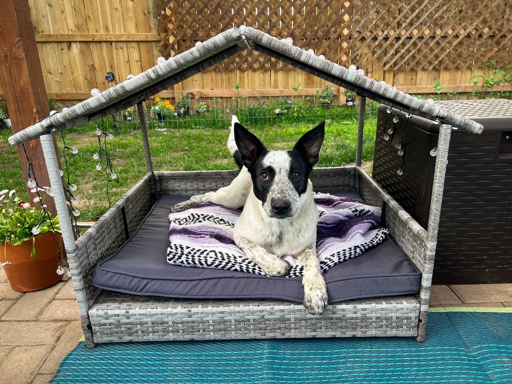 Caiden, an adoptable Australian Cattle Dog / Blue Heeler in Fort Lupton, CO, 80621 | Photo Image 4