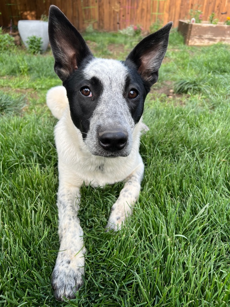 Caiden, an adoptable Australian Cattle Dog / Blue Heeler in Fort Lupton, CO, 80621 | Photo Image 5