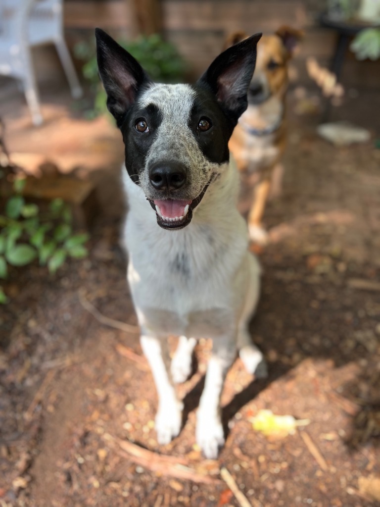 Caiden, an adoptable Australian Cattle Dog / Blue Heeler in Fort Lupton, CO, 80621 | Photo Image 6