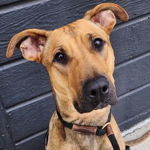 Meet Lily a mixed breed dog with a big heart Despite being a larger pup Lily believes shes a tin