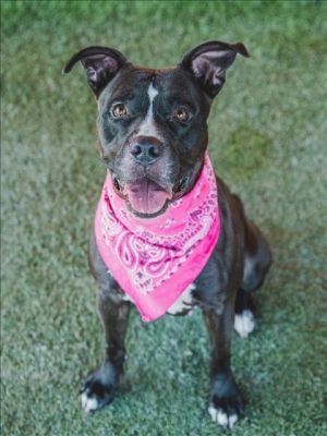 I went to foster care Shes playful and good with other dogs She loves pets and cuddles Sleeps in 