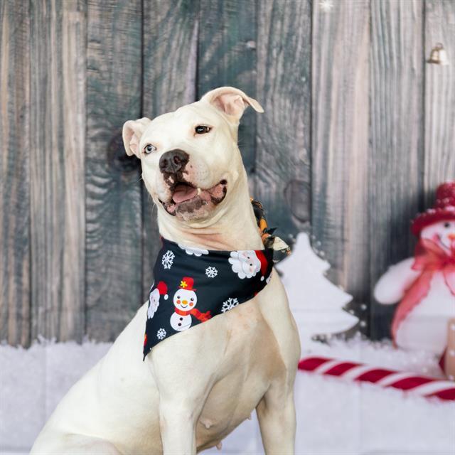 MADDIE, an adoptable American Bulldog in Miami, FL, 33122 | Photo Image 1