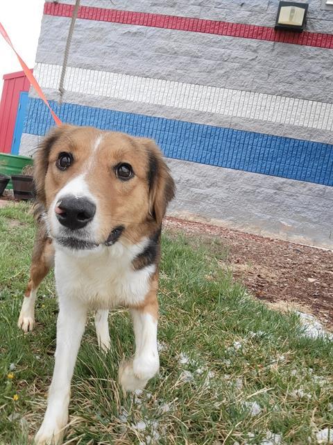 SMIRK, an adoptable Border Collie, Mixed Breed in Casper, WY, 82601 | Photo Image 1