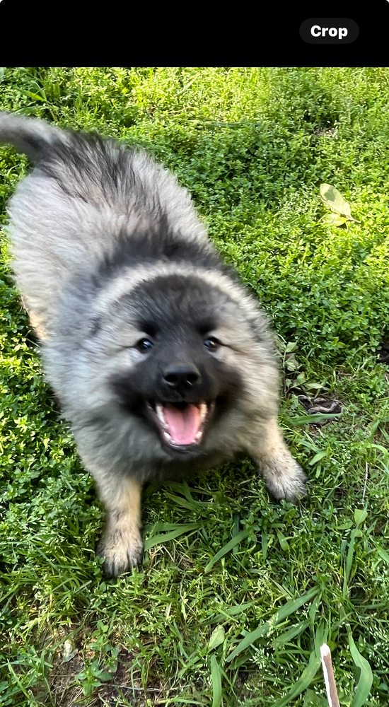 Bailey and Buster Pure Keeshond, an adoptable Keeshond in Mesquite, TX, 75181 | Photo Image 2