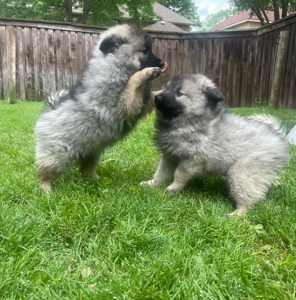 Bailey and Buster Pure Keeshond, an adoptable Keeshond in Mesquite, TX, 75181 | Photo Image 4