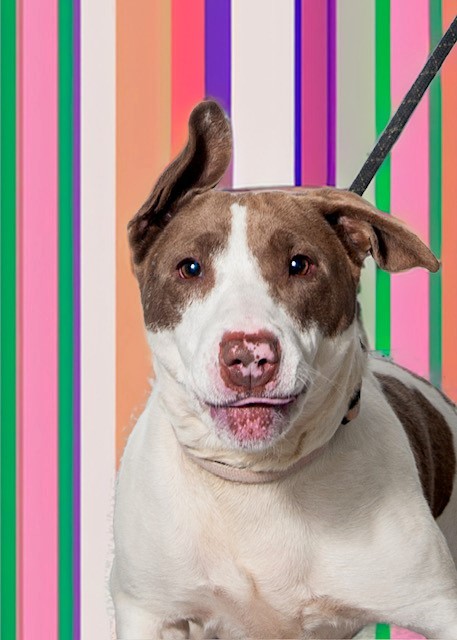 MIRACLE, an adoptable Bull Terrier, Mixed Breed in Vaughan, ON, L6A 1T1 | Photo Image 1