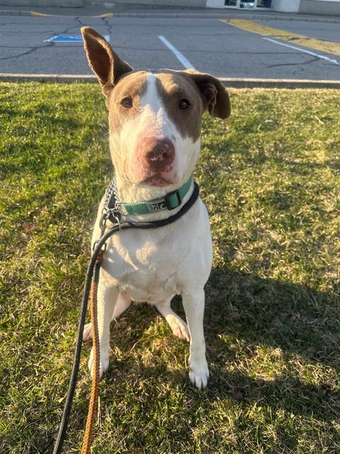 MIRACLE, an adoptable Bull Terrier, Mixed Breed in Vaughan, ON, L6A 1T1 | Photo Image 1
