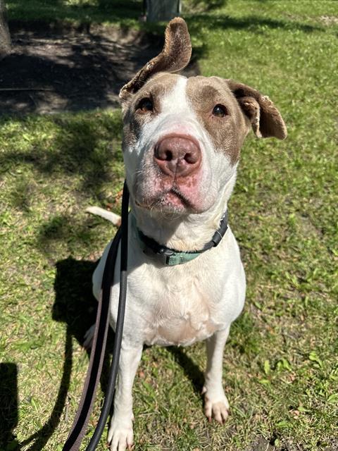 MIRACLE, an adoptable Bull Terrier, Mixed Breed in Vaughan, ON, L6A 1T1 | Photo Image 1