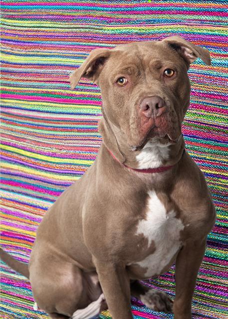 ROSE, an adoptable American Staffordshire Terrier, Mixed Breed in Vaughan, ON, L6A 1T1 | Photo Image 1