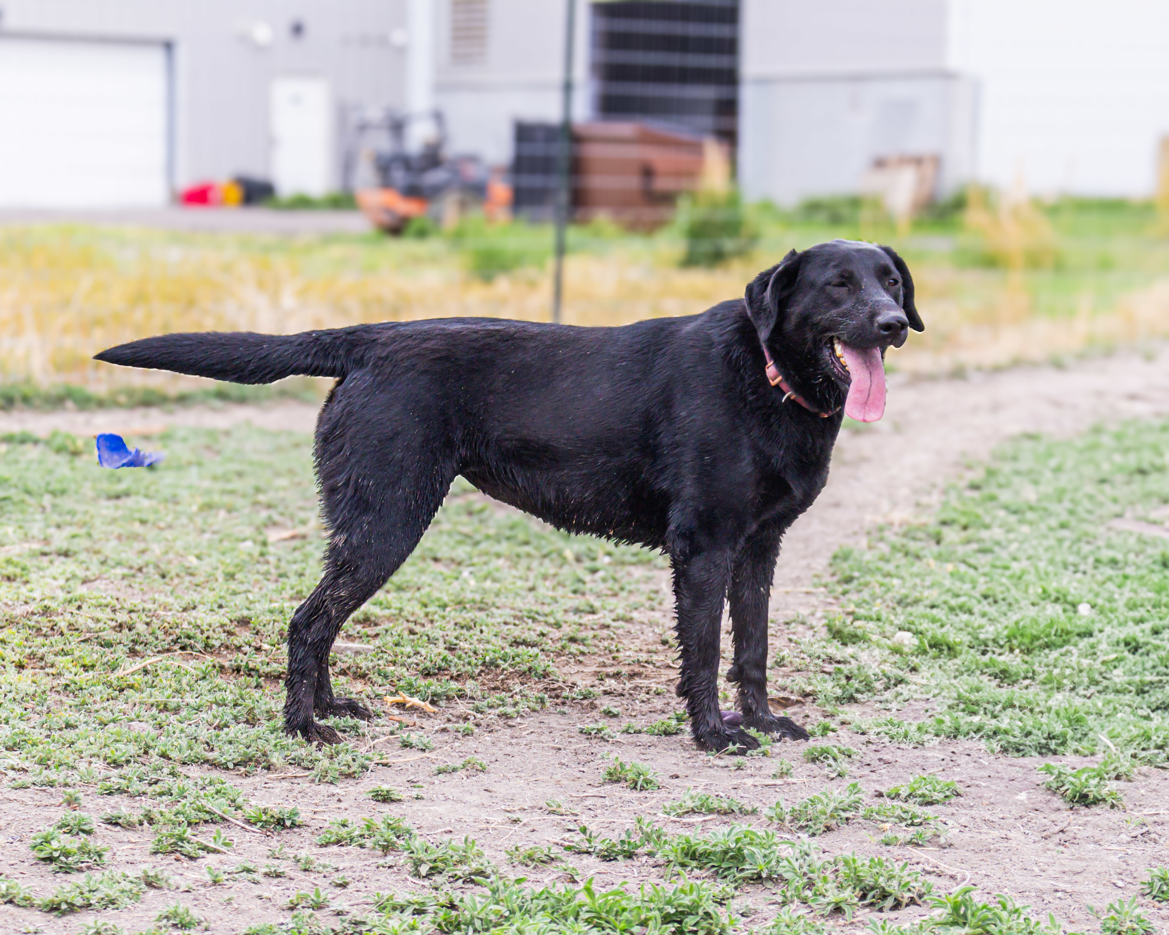 Basil, an adoptable Labrador Retriever in Grantsville, UT, 84029 | Photo Image 1