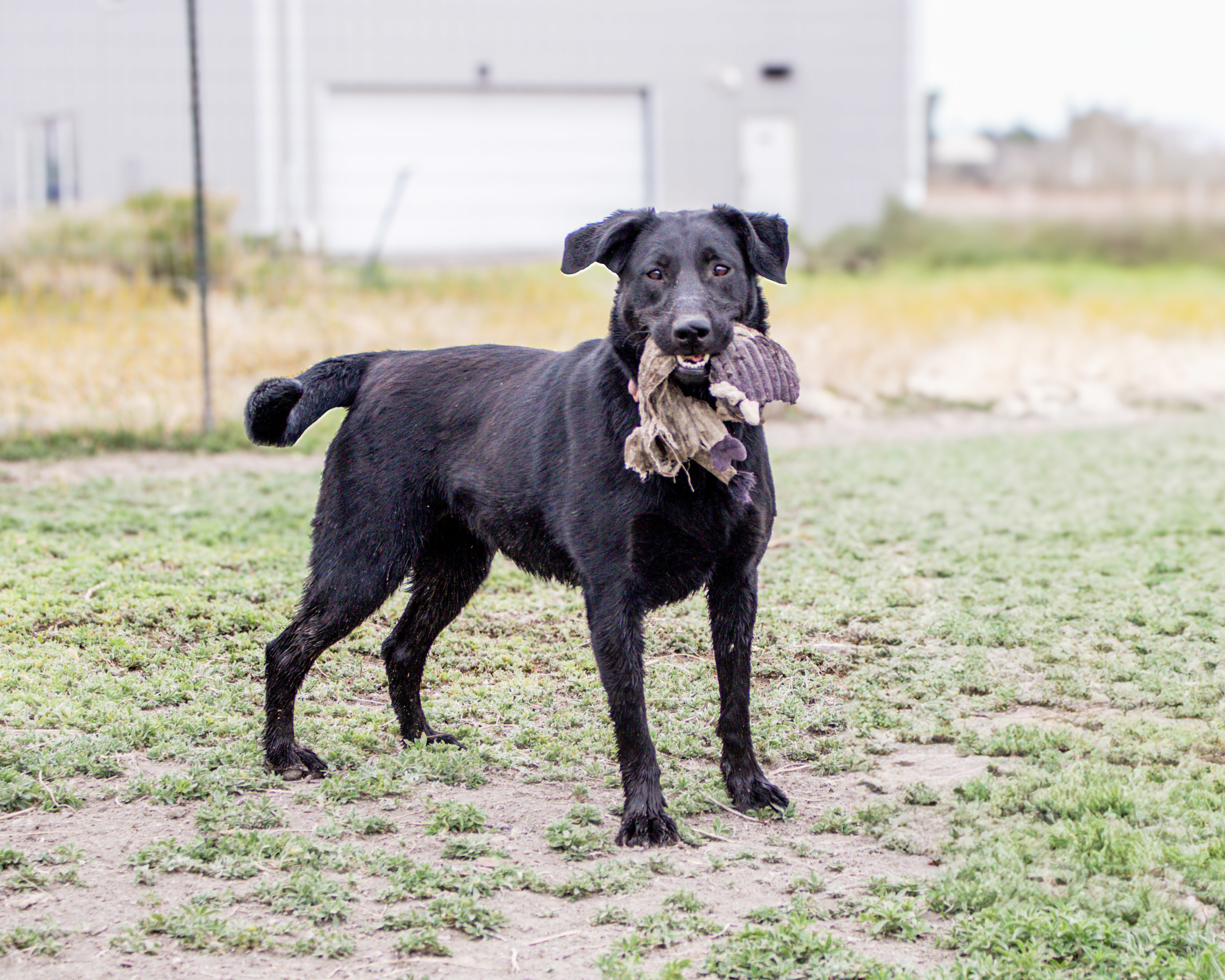 Basil, an adoptable Labrador Retriever in Grantsville, UT, 84029 | Photo Image 2