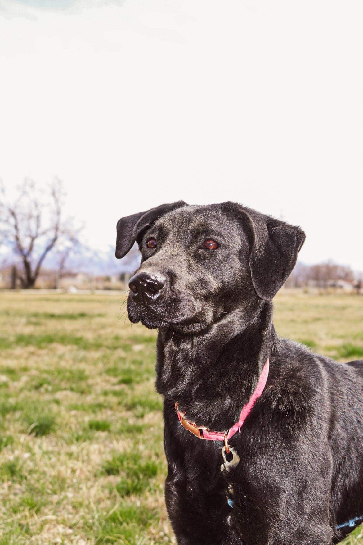 Basil, an adoptable Labrador Retriever in Grantsville, UT, 84029 | Photo Image 3