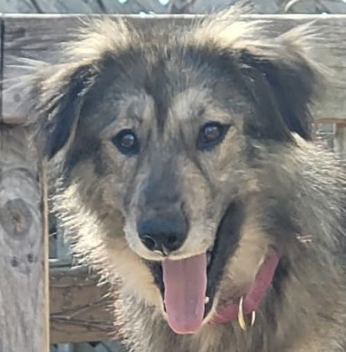 CLEOPATRA, an adoptable Collie, Husky in Minesing, ON, L9X 0C2 | Photo Image 1