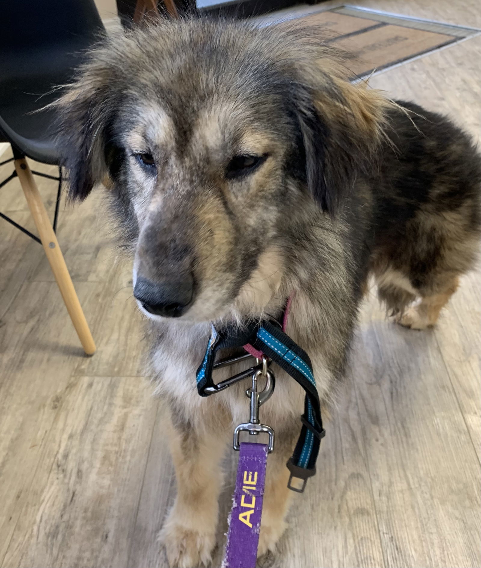 CLEOPATRA, an adoptable Collie, Husky in Minesing, ON, L9X 0C2 | Photo Image 3