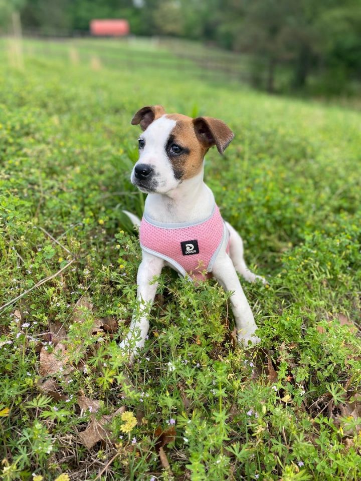 Dog for adoption Poppy, a Pit Bull Terrier & Australian Cattle Dog