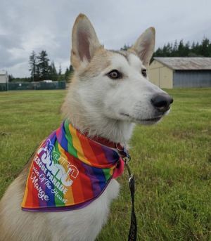 Animal Profile Marge is a 10-month-old 54lb Husky that was running at large fo