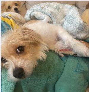 ATLANTA METRO AREA ONLY Cassidy and Sahara - Scruffy Little Terrier Mixes Adorable trained a FUNN