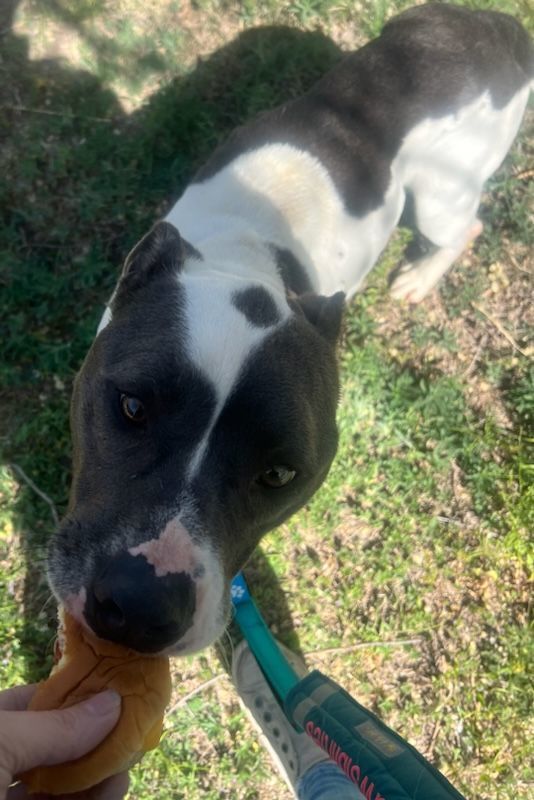 Remington, an adoptable Pit Bull Terrier, Mixed Breed in Dodge City, KS, 67801 | Photo Image 2