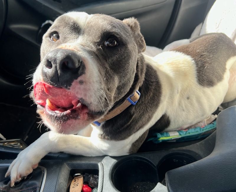 Remington, an adoptable Pit Bull Terrier, Mixed Breed in Dodge City, KS, 67801 | Photo Image 4