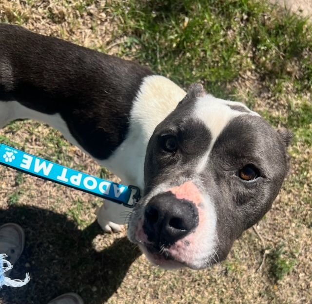 Remington, an adoptable Pit Bull Terrier, Mixed Breed in Dodge City, KS, 67801 | Photo Image 1