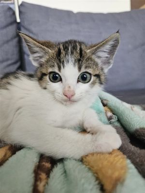 Meet Focaccia the gentle soul with a heart of gold While she may be a bit shy 