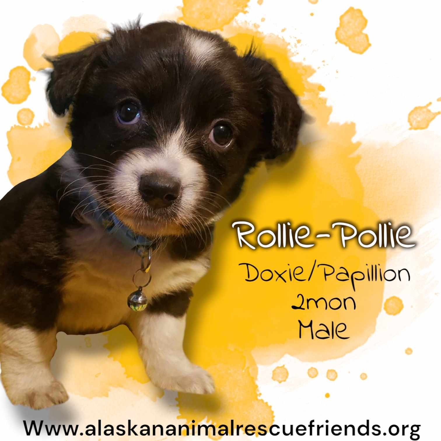 Rollie-Pollie, an adoptable Dachshund, Papillon in Anchorage, AK, 99503 | Photo Image 1