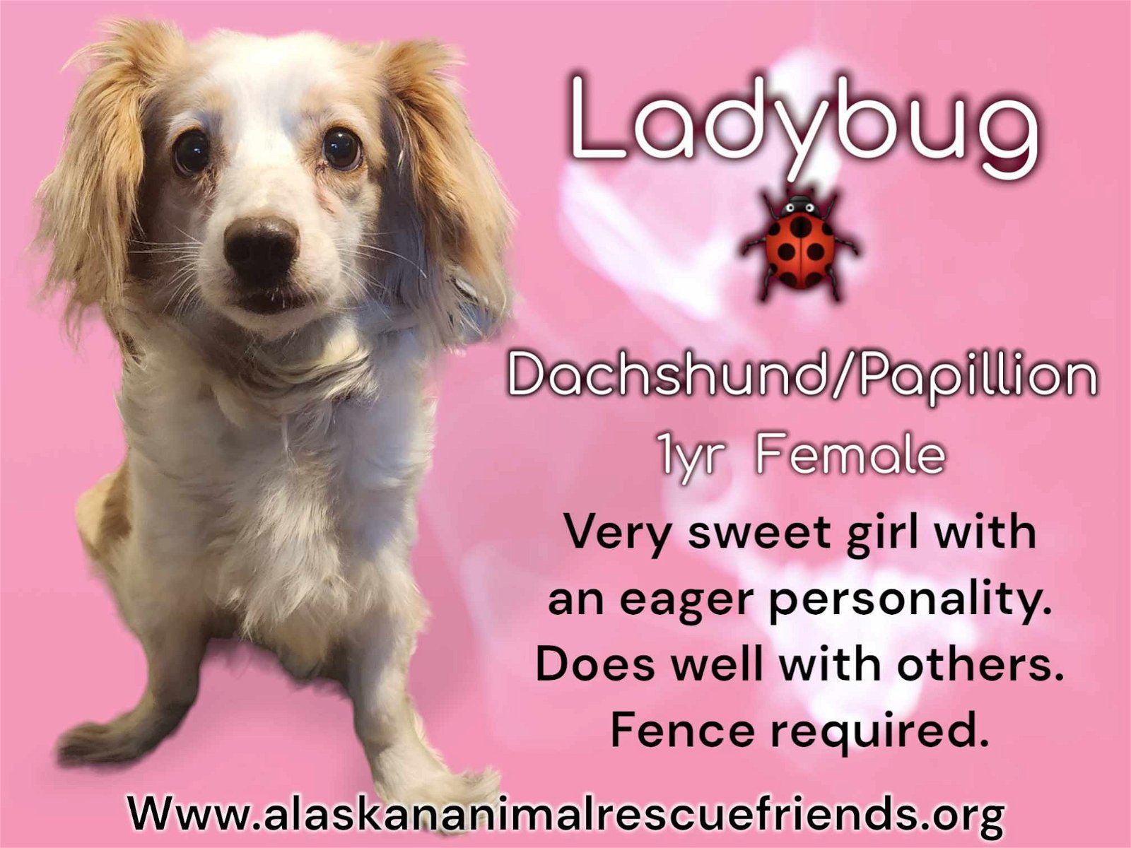 Ladybug, an adoptable Dachshund, Papillon in Anchorage, AK, 99503 | Photo Image 1