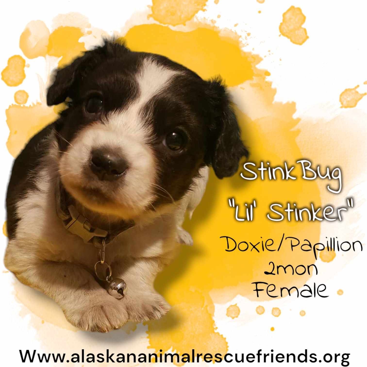 Stink Bug, an adoptable Dachshund, Papillon in Anchorage, AK, 99503 | Photo Image 1