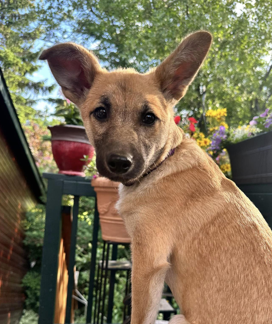 June, an adoptable Shiba Inu in Anchorage, AK, 99503 | Photo Image 1